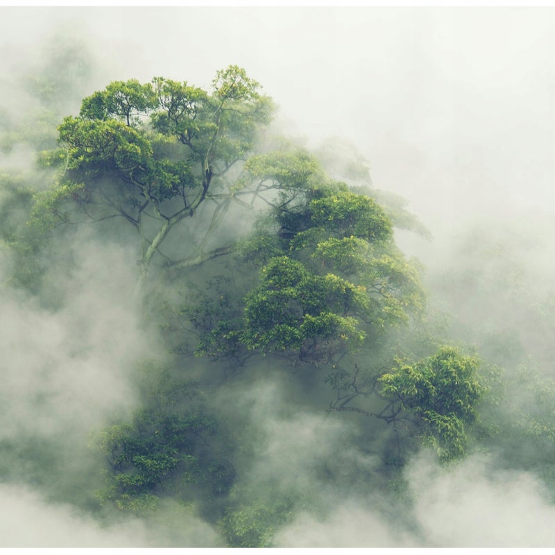 Fototapeta Las We Mgle Japonia Drzewa 150x105 cm Tapeta Do Sypialni Salonu Kuchni Na Flizelinie
