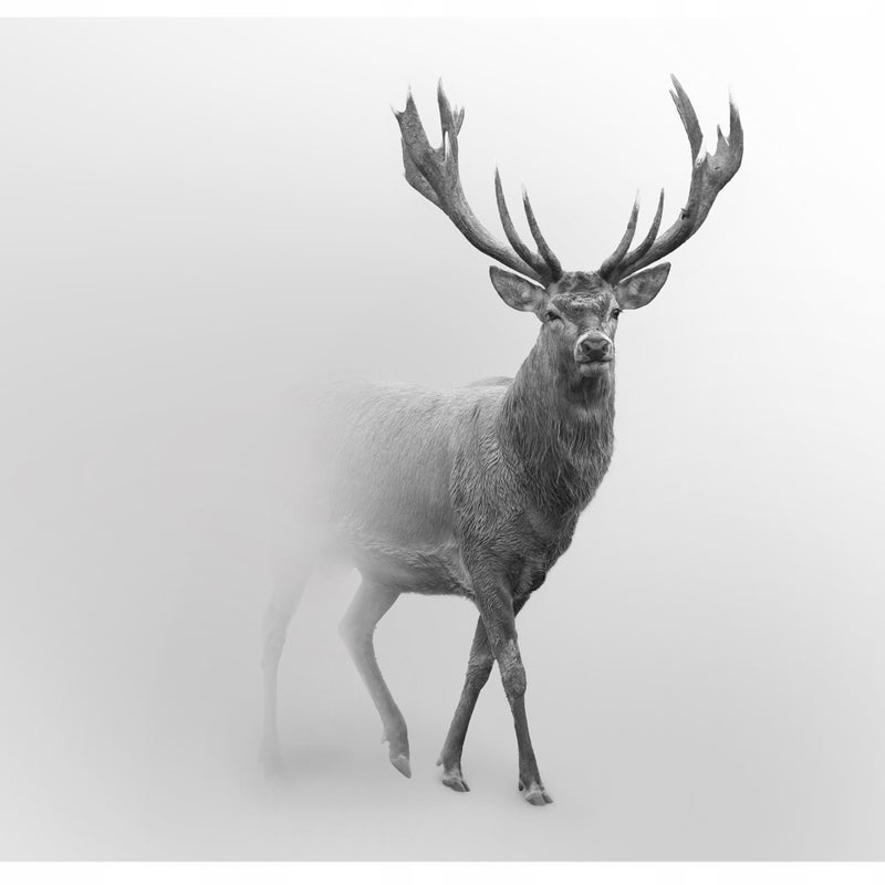 Fototapeta Jeleń we Mgle Zwierzęta 150x105 cm Tapeta Do Sypialni Salonu Kuchni Na Flizelinie