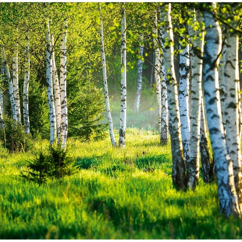 Fototapeta Las Brzozowy Brzozy Drzewa 150x105 cm Tapeta Do Sypialni Salonu Kuchni Na Flizelinie