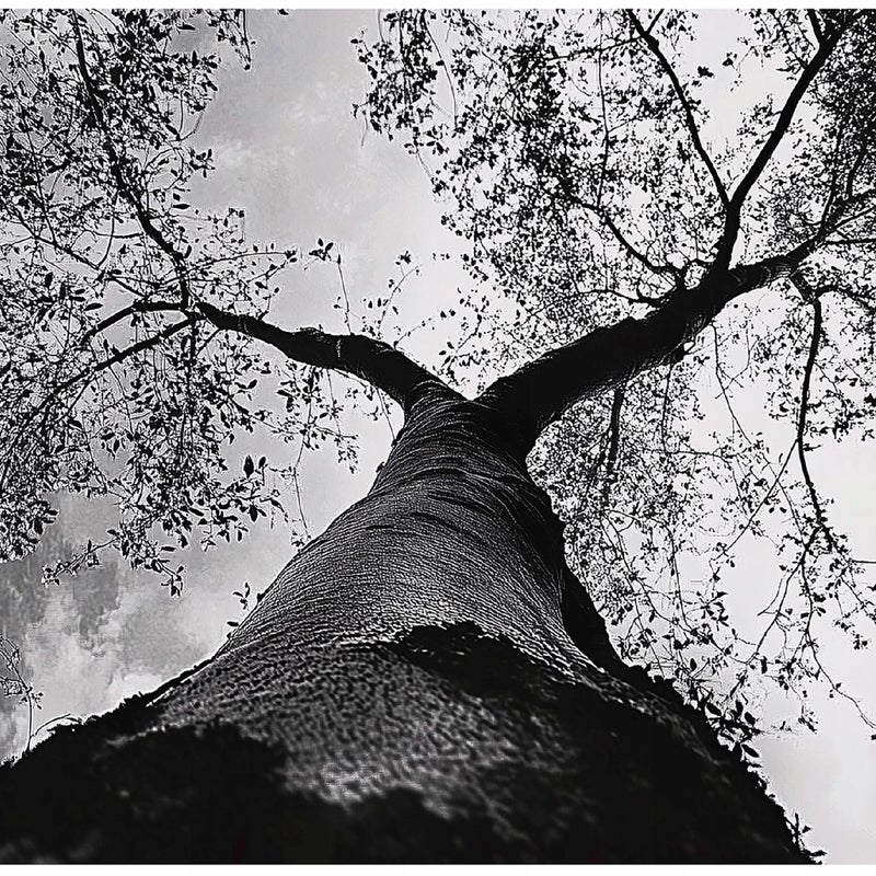 Fototapeta Drzewo 3D Czarno Białe Natura 300x210 cm Tapeta Do Sypialni Salonu Kuchni Na Flizelinie