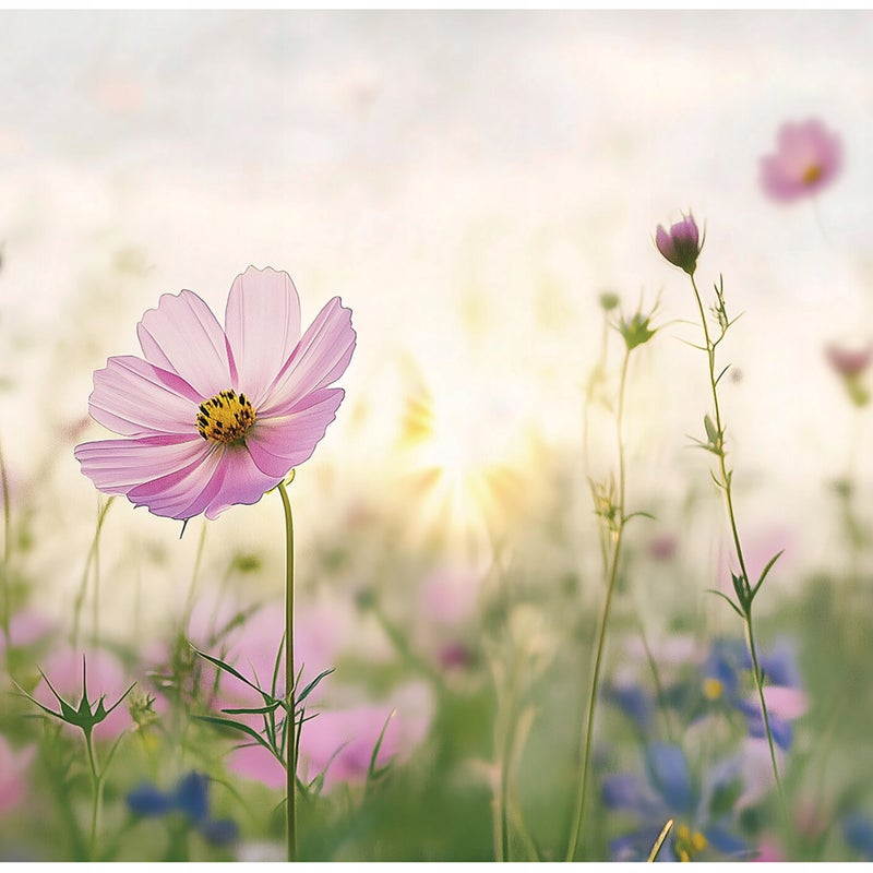 Fototapeta Kwiaty Polne Maki Natura Boho 300x210 cm Tapeta Do Sypialni Salonu Kuchni Na Flizelinie