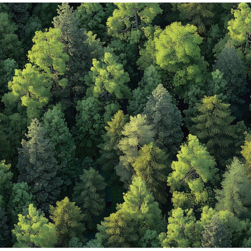 Fototapeta Drzewa Las Natura 350x250 cm Tapeta Do Sypialni Salonu Kuchni Na Flizelinie