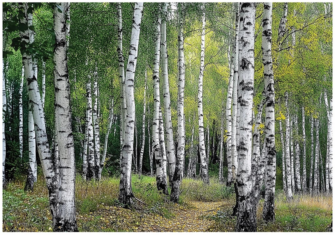 Fototapeta Las Brzozowy Brzozy Drzewa 350x250 cm Tapeta Do Sypialni Salonu Kuchni Na Flizelinie