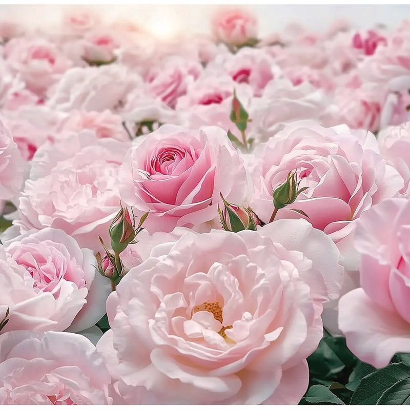 Fototapeta Róże Różowe Kwiaty Natura 250x175 cm Tapeta Do Sypialni Salonu Kuchni Na Flizelinie