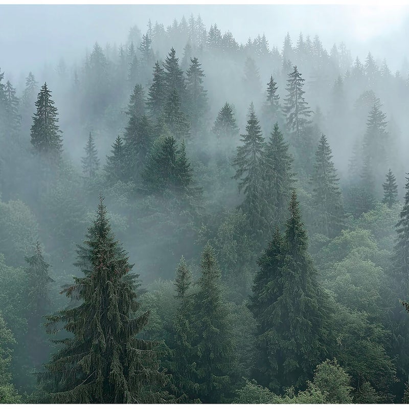 FOTOTAPETA LAS WE MGLE DRZEWA 3D NATURA NA ŚCIANĘ SYPIALNIA SALON 350x250
