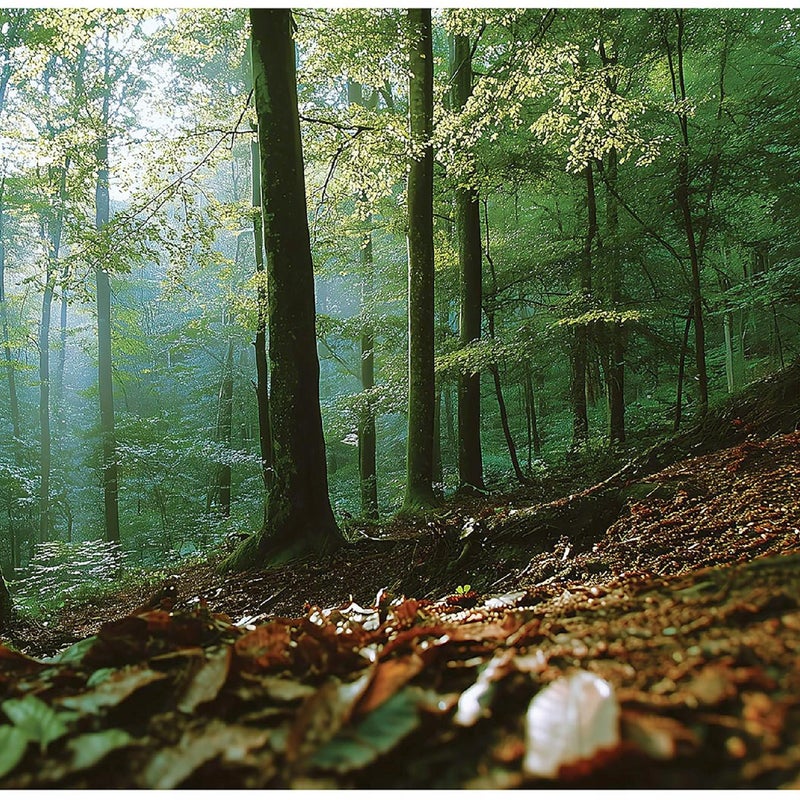 FOTOTAPETA LAS 3D NATURA DRZEWA KRAJOBRAZ NA ŚCIANĘ SYPIALNIA SALON 250x175