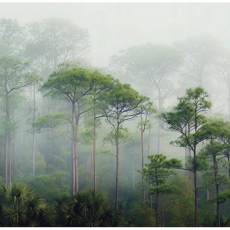 FOTOTAPETA 3D LAS DRZEWA MGŁA ZIELONY NA ŚCIANĘ SYPIALNIA SALON 400x280