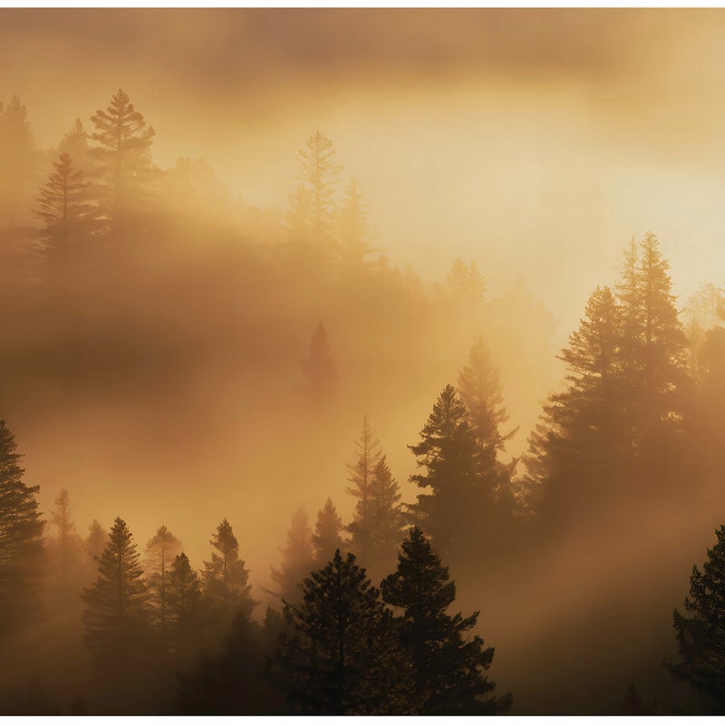 Fototapeta Las we Mgle Beżowy Drzewa Natura 350x250 cm Tapeta Do Sypialni Salonu Kuchni Na Flizelinie