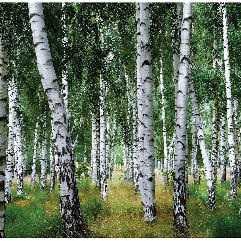 Fototapeta Las Brzozowy Drzewa Natura Brzozy 350x250 cm Tapeta Do Sypialni Salonu Kuchni Na Flizelinie