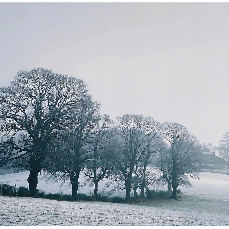 Fototapeta Drzewa Natura Mgła 250x175 cm Tapeta Do Sypialni Salonu Kuchni Na Flizelinie