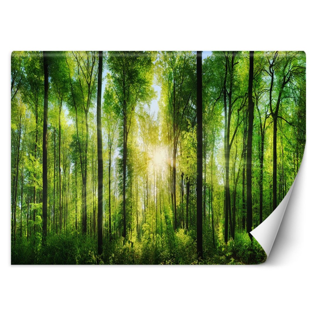 Fototapeta, Promienie słońca w zielonym lesie - 400x280