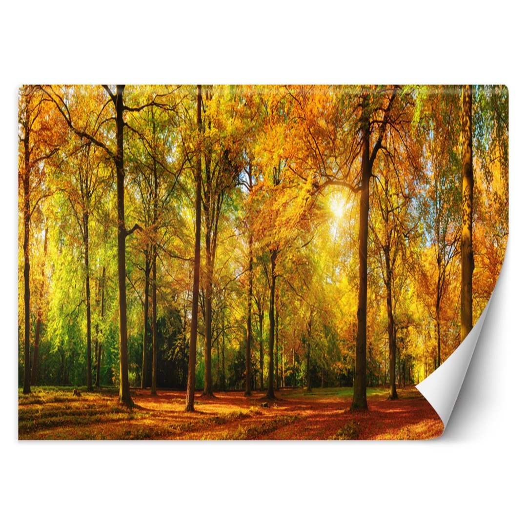 Fototapeta, Jesienny las - 200x140