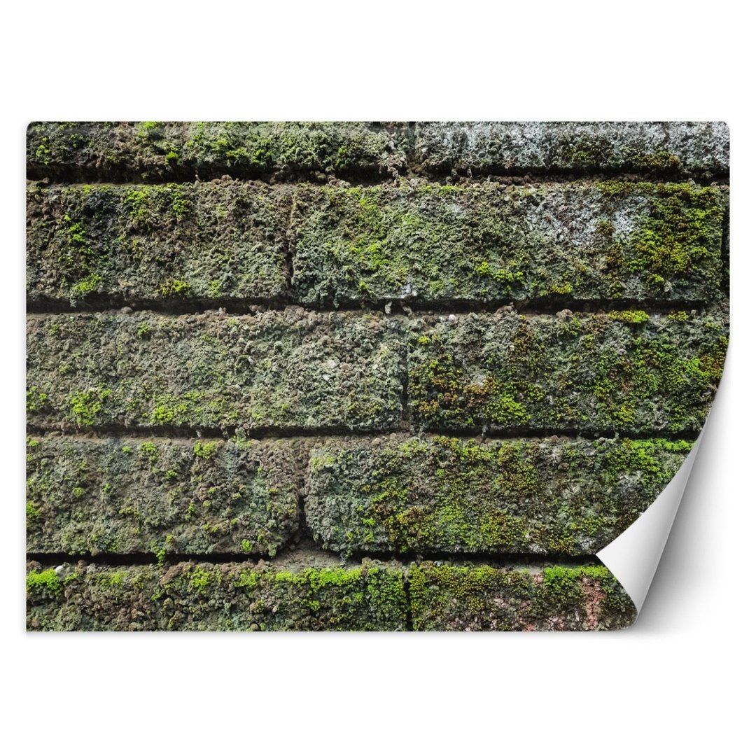 Fototapeta, Mur cegła mech - 100x70