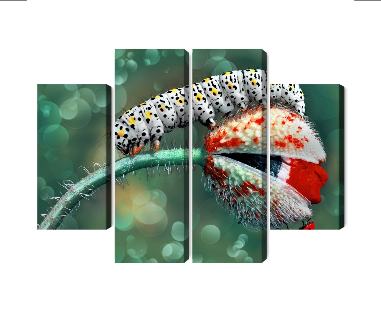 Obraz Wieloczęściowy Gąsienica I Biedronka Na Roślinie Makro