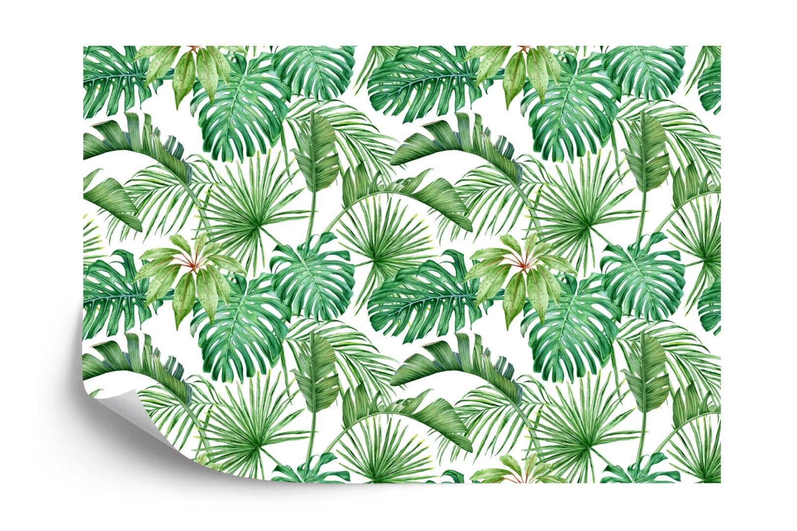 Fototapeta Liście Monstera