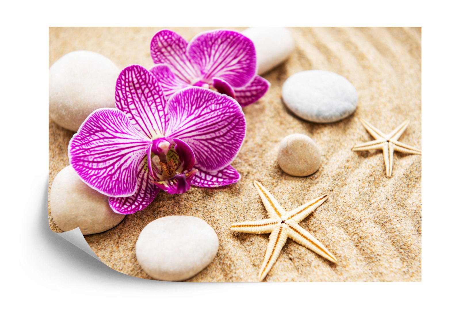 Fototapeta Storczyk Plaża Spa