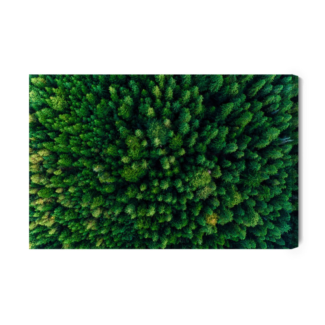 Obraz Na Płótnie Drzewa W Karpatach