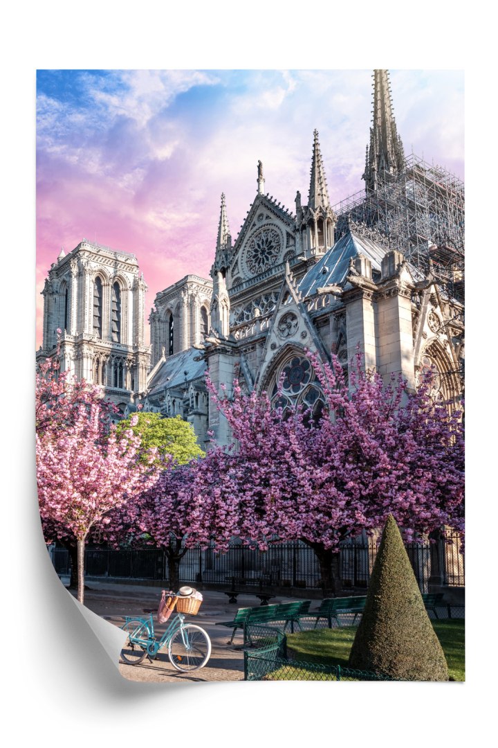 Plakat Katedra Notre Dame De Paris O Wschodzie Słońca I Kwitnące Wiśnie