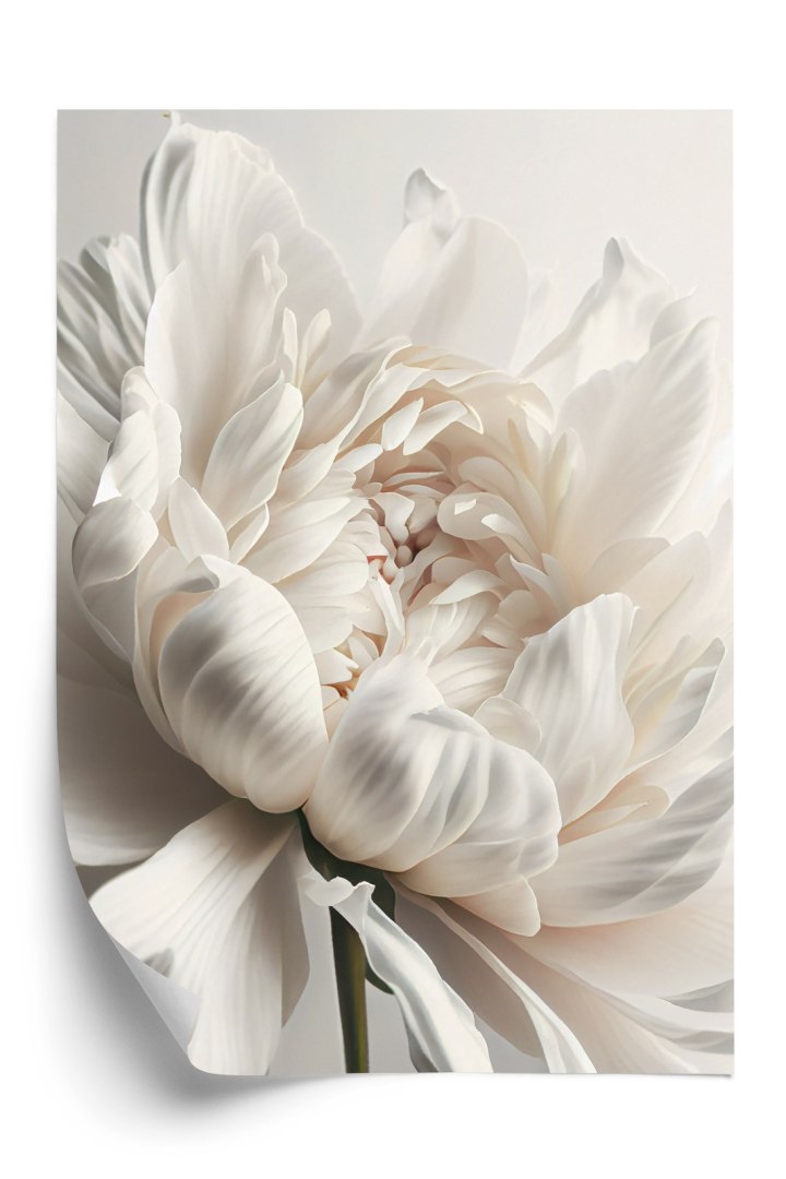 Plakat Kwitnąca Biała Piwonia Z Bliska