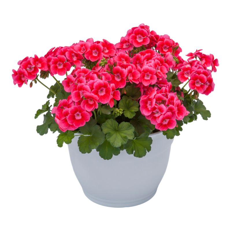 Pelargonia Pretty Little Am 23 cm