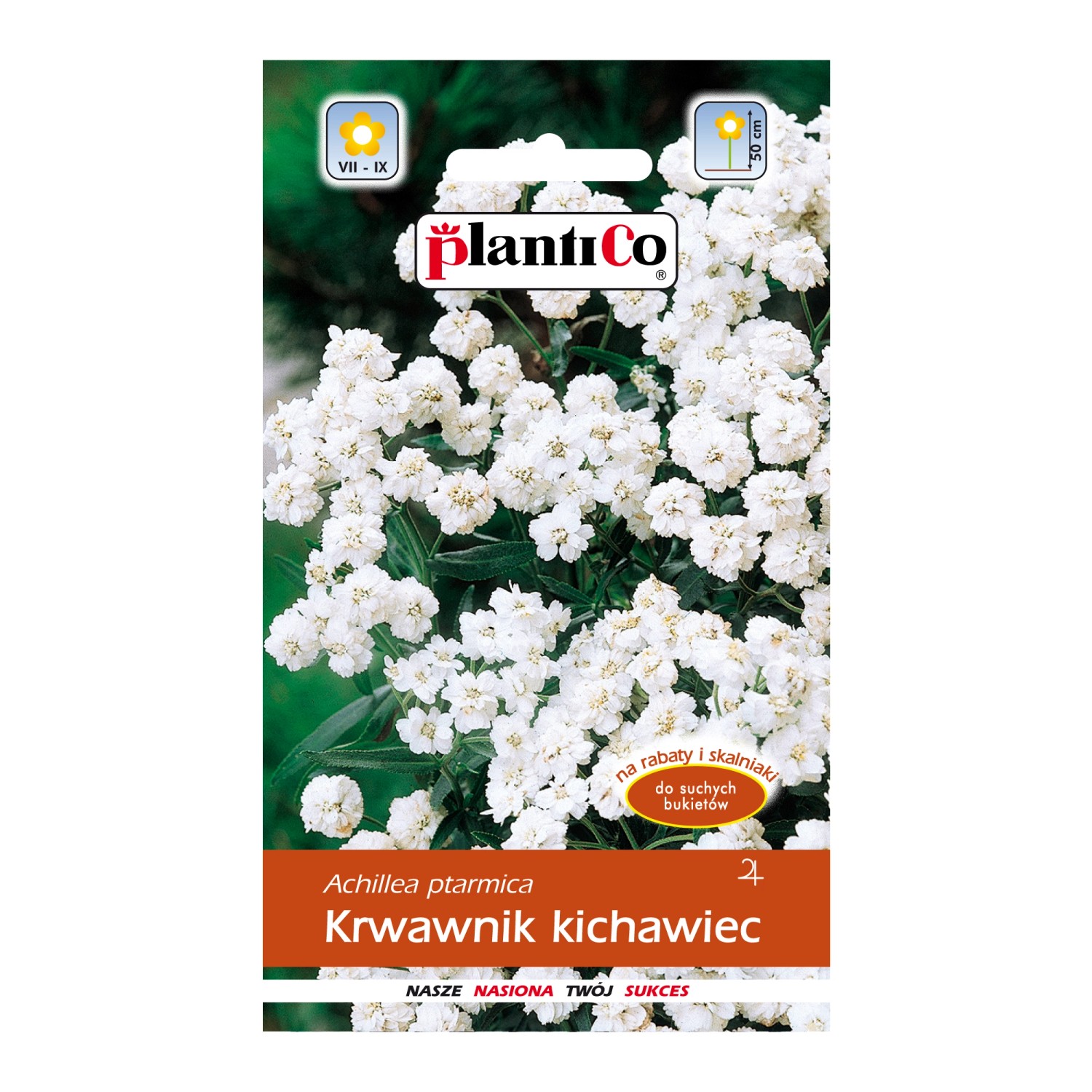 Plantico Krwawnik kichawiec