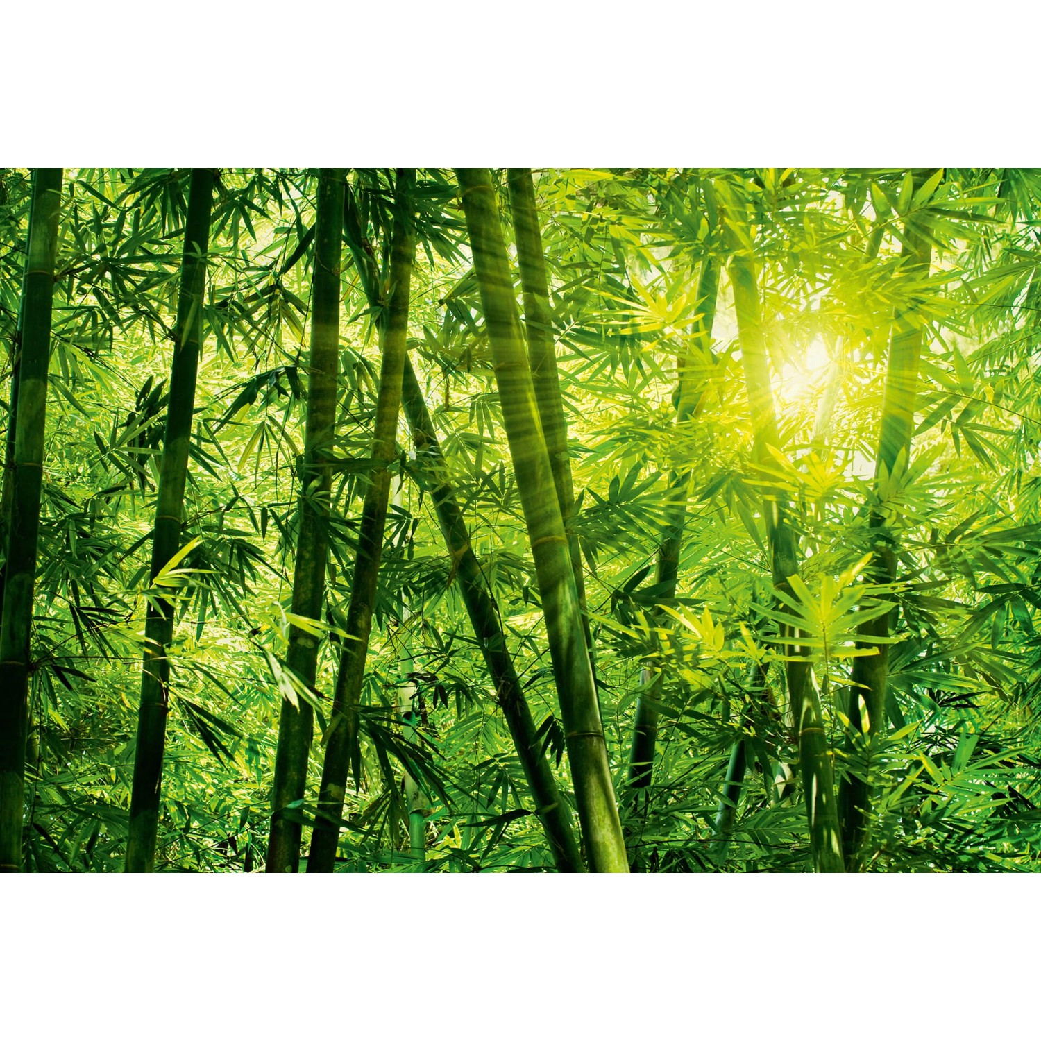 Fototapeta Bamboo Forest 384 x 260 cm