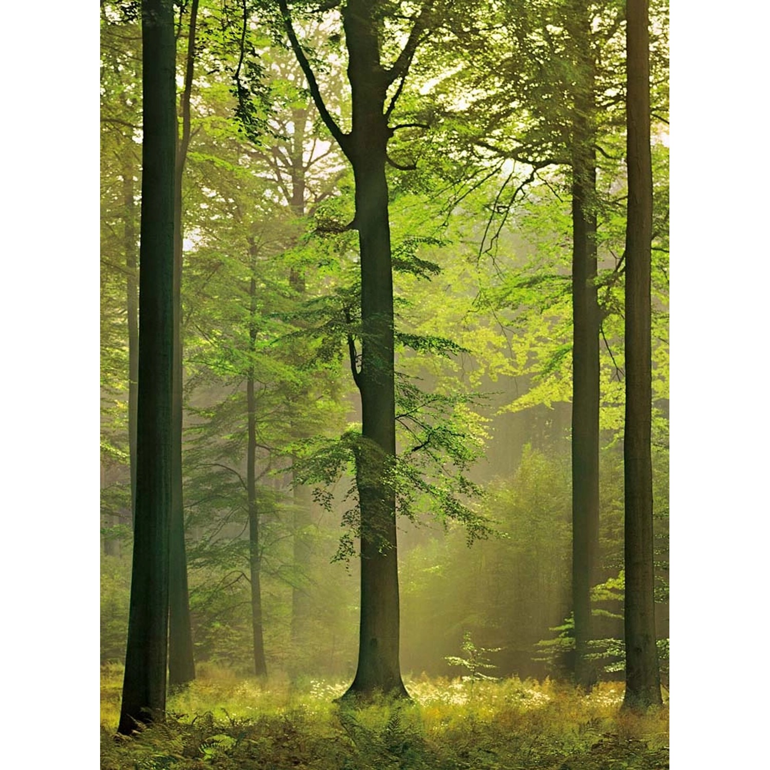 Fototapeta Autumn Forest 192x260 cm