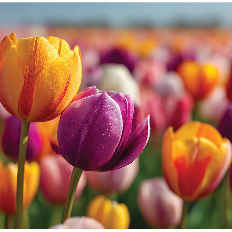 Fototapeta Kwiaty Tulipany Natura 250x175 cm Tapeta Do Sypialni Salonu Kuchni Na Flizelinie