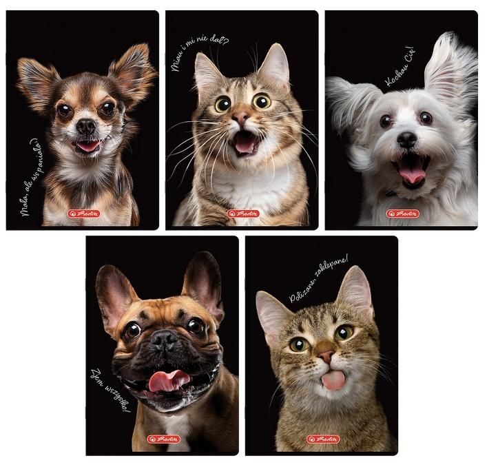 Herlitz Zeszyt A632k kratka Crazy Animal Mix (12szt) - zeszyt