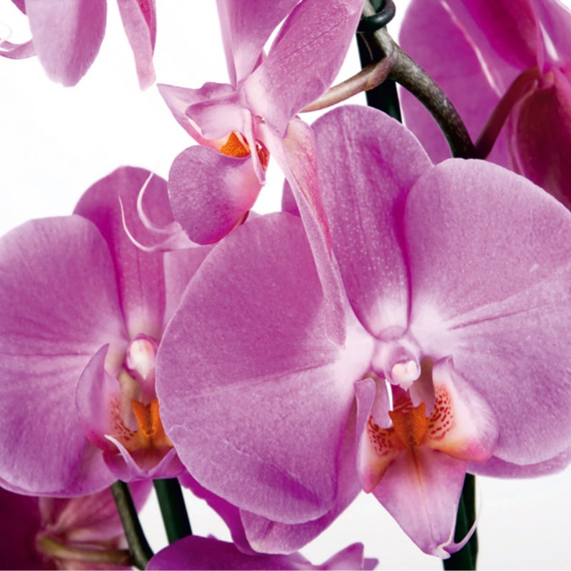 Fototapeta kwiaty różowym - 360 x 254 cm - SANDERS & SANDERS