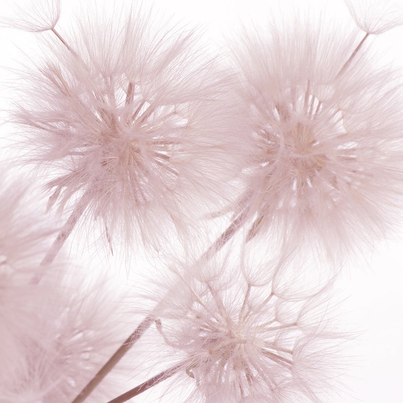 Fototapeta kwiaty delikatnego różu - 360 x 270 cm - SANDERS & SANDERS