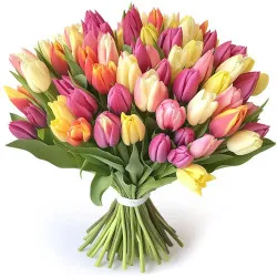 Opinie o Kolorowe tulipany 12-100 szt.