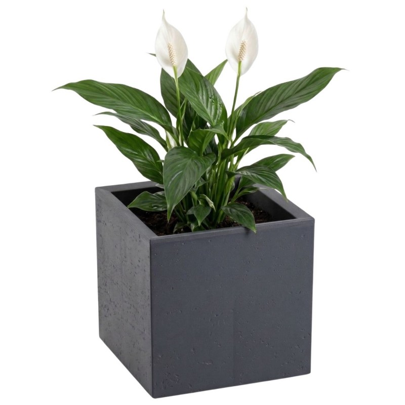 HowHomely Donica Betonique na kółkach ECO antracyt 30x30xh30 cm