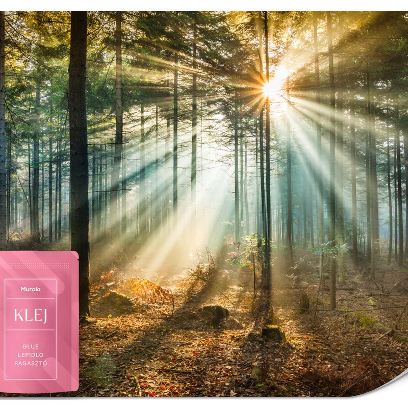 FOTOTAPETA DO SALONU SYPIALNI JESIENNY LAS WSCHÓD SŁOŃCA PEJZAŻ 3D 400x280