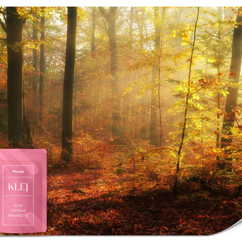 FOTOTAPETA DO SALONU JADALNI JESIENNY LAS ZACHÓD SŁOŃCA PEJZAŻ 3D 100x70