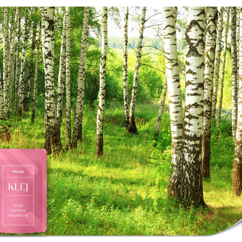 FOTOTAPETA DO SALONU JADALNI LAS BRZOZOWY NATURA PEJZAŻ ROŚLINY 3D 150x105