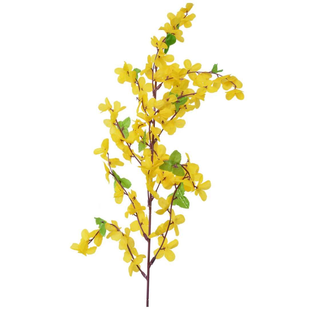 Forsycja -