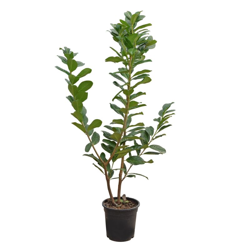 Laurowiśnia wschodnia doniczka 23 cm