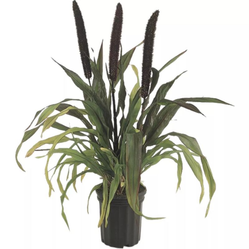 Trawa Pennisetum Vertigo w doniczce 5 l