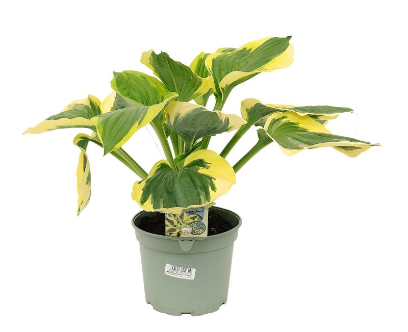 Funkia mix 17 cm