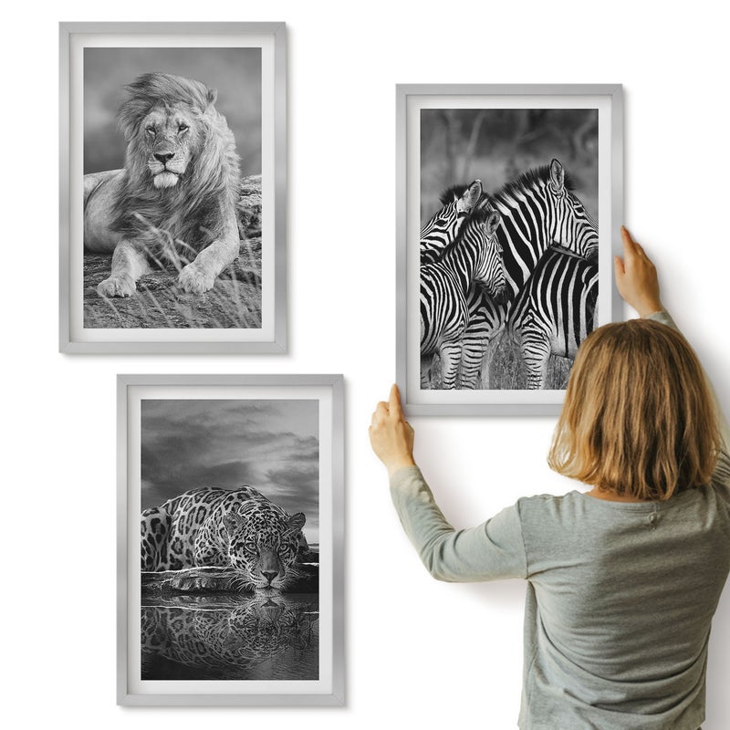 Galeria ścienna 3-częściowy komplet obrazów w srebrnych ramach - Dzikie zwierzęta sawanny lew jaguar i zebry - ArtPrintCave