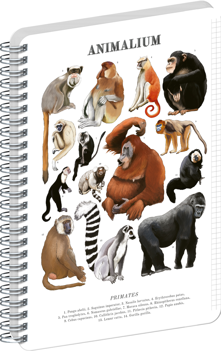 Zeszyt spiralny Animalium – Primates, w kratkę, format A5