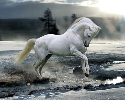 GBeye Horse Snow - plakat 50x40 MP2163
