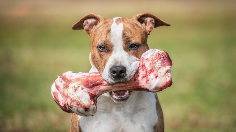 Jakie kości może jeść pies? - Rita Kochmarjova/stock.adobe.com