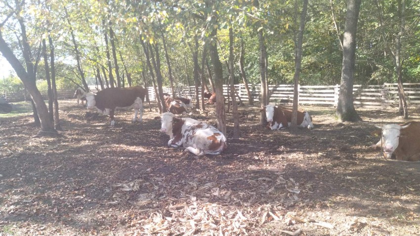 Gazdinstvo Stanišić