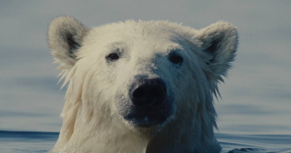 W poszukiwaniu wielkiego kina. Konkurs Główny 23. MDAG
