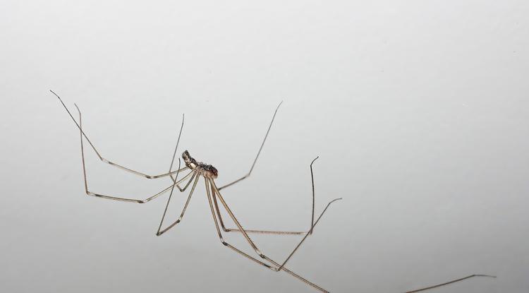 Ősszel a pókok is beköltöznek a lakásba. Fotó: Getty Images