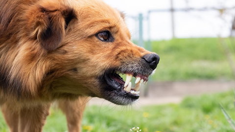 Drabina agresji u psów — co to takiego i jak odczytywać psie znaki? Behawiorysta wyjaśnia
