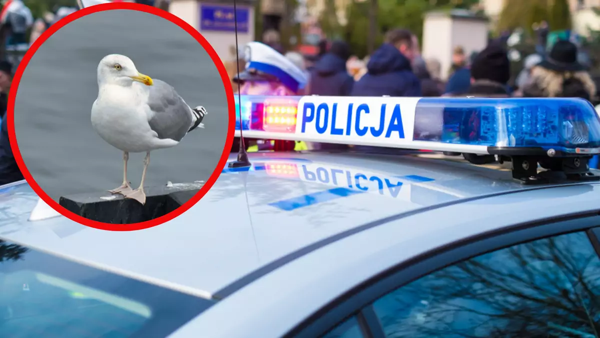 Mewy przeszkodziły policji (fot. unsplash.com/Kasia Derenda)