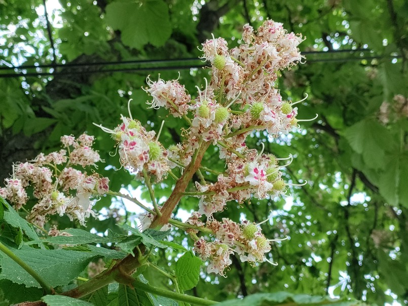 Zdjęcie zrobione One Plus Nord CE